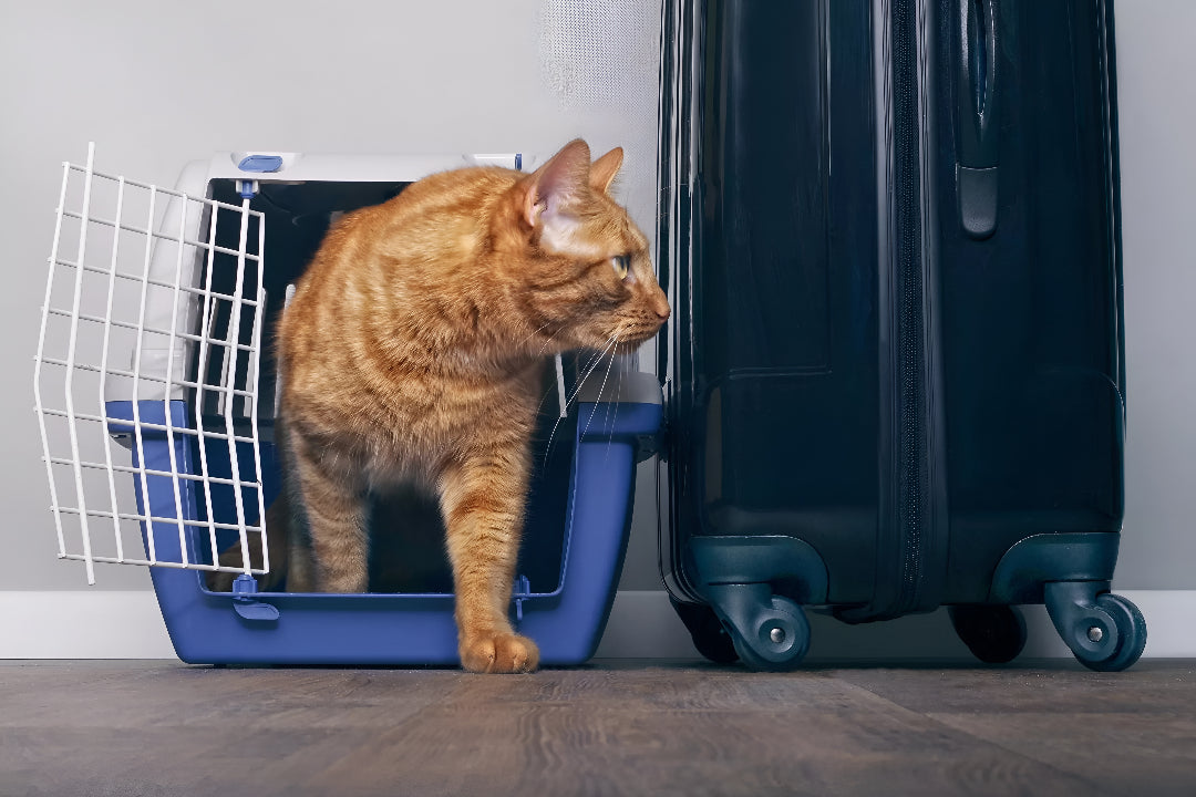 Finding Comfortable Pet Carriers For Every Adventure